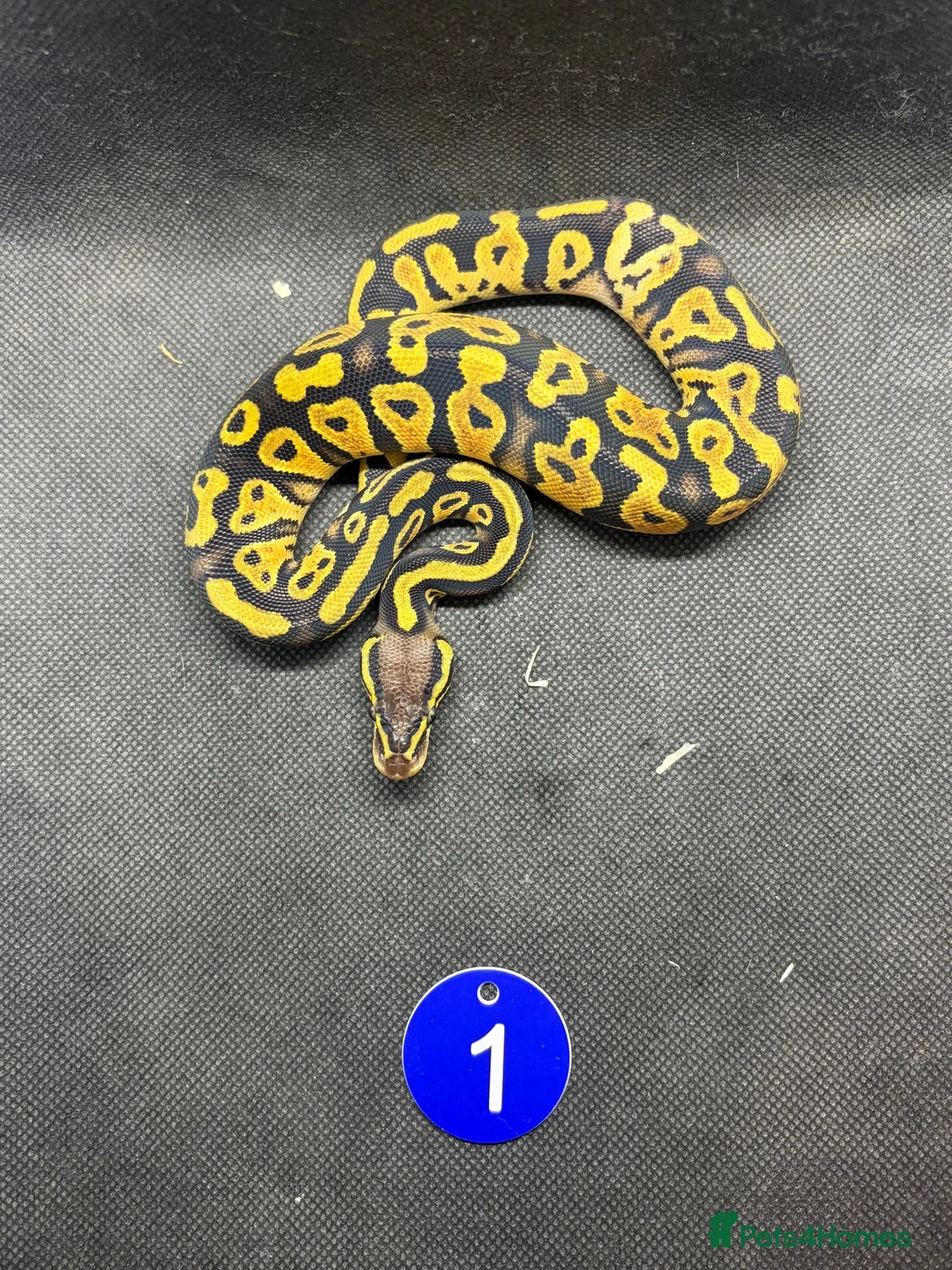 Python Snake reptiles for sale: Royal pythons  - Advert 2