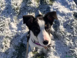 Border Collie dogs Border collie female for sale tri coloured - Advert 4