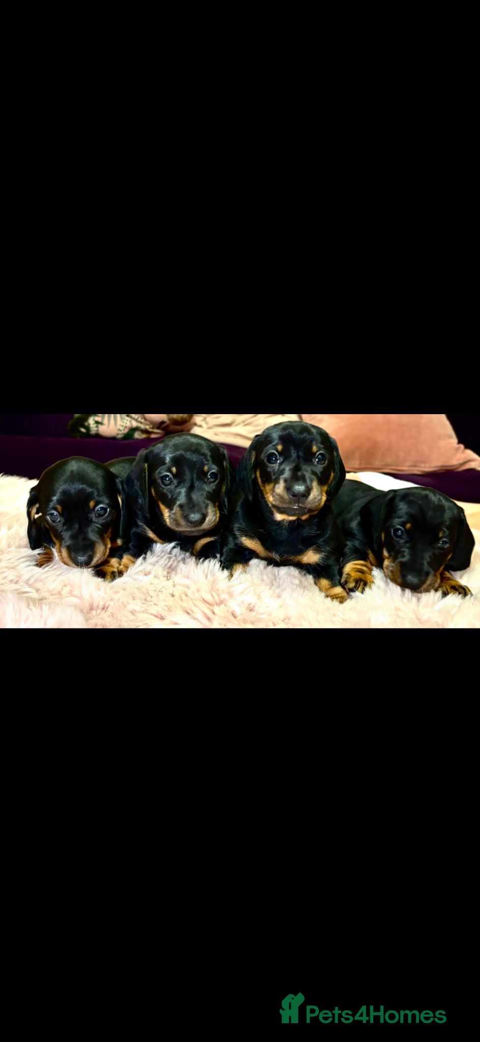 Dachshund dogs Miniture smooth black & tan miniature dachshunds  - Advert 1