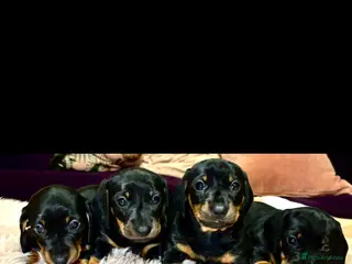 Dachshund dogs Miniture smooth black & tan miniature dachshunds - Advert 1