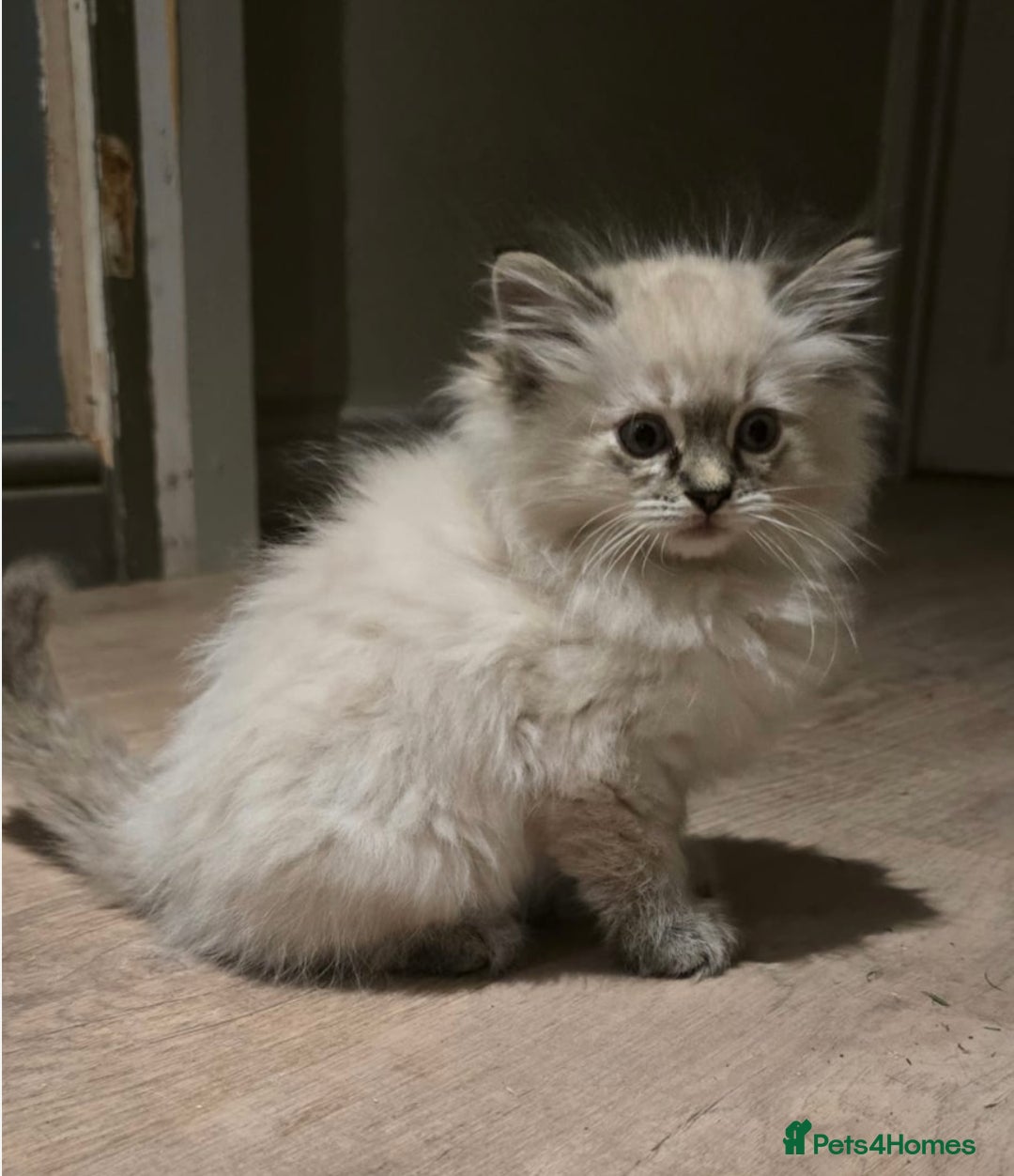 Ragdoll cats for sale: 4 Beautiful Female Ragdoll kittens for sale  - Image 24