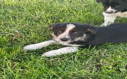 Border Collie dogs for sale: 4 Border collie puppies  - Advert 5