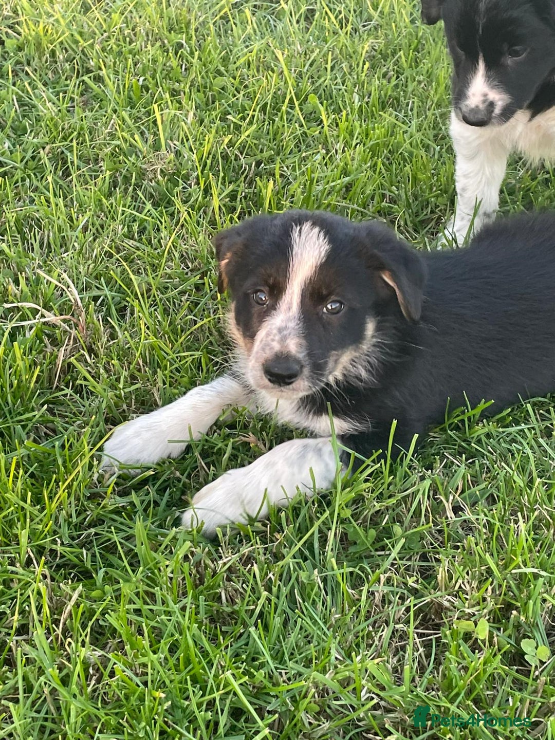 Border Collie dogs for sale: 4 Border collie puppies  - Advert 5