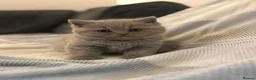 British Shorthair cats for stud: PROVEN! HEALTH TESTED! Stud  ** ) - Advert 5