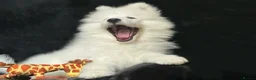 Samoyed dogs for sale: Beautiful Samoyed Puppies from Champion Father - Advert 9