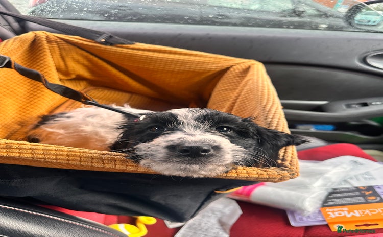 Mixed Breed dogs - Advert 1