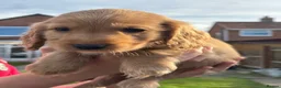 Cocker Spaniel dogs for sale: Beautiful Cocker spaniel pups  - Advert 19