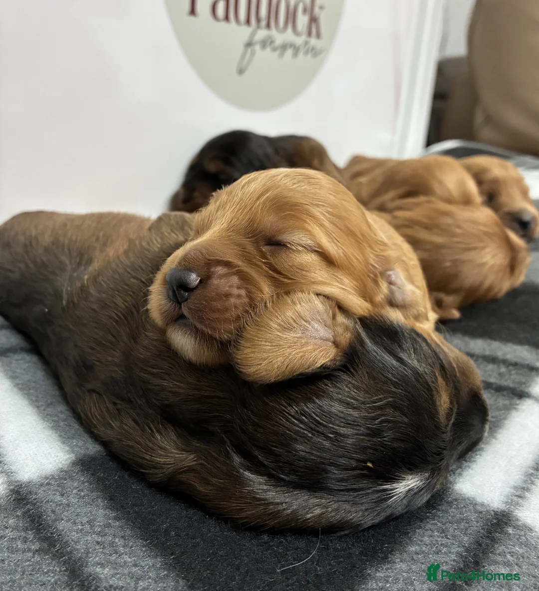 Cockapoo dogs for sale: 👑 Beautiful Cockapoo puppies 👑 - Advert 11