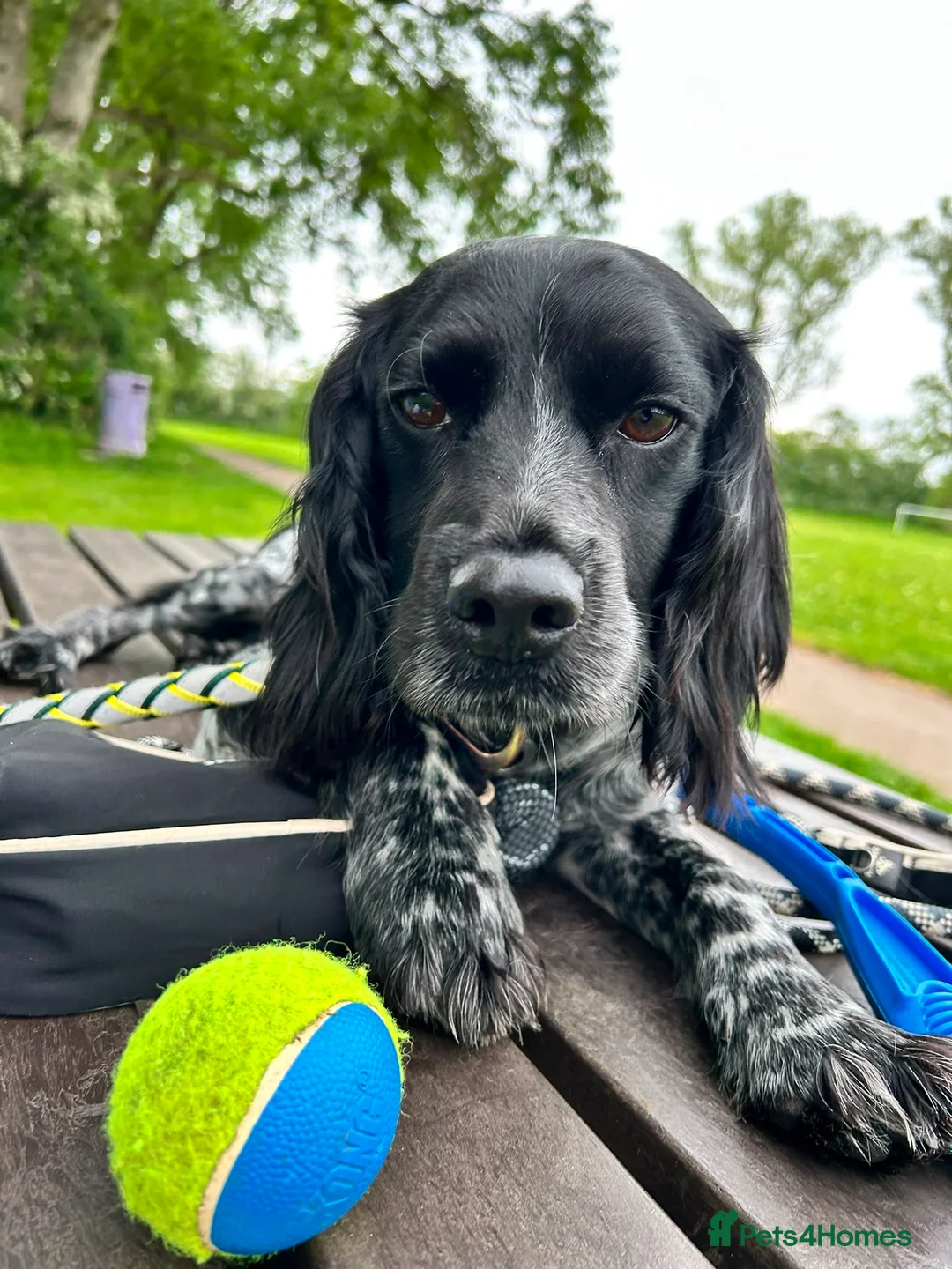 Mixed Breed dogs for adoption: George – Your Shadow, Snuggle Buddy & Best Friend in Nottingham - Advert 1