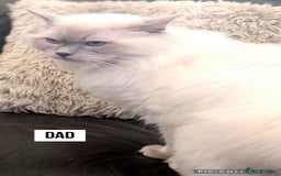 Ragdoll cats for sale: Ragdoll kittens (2 boys and 2 girls)  - Image 5