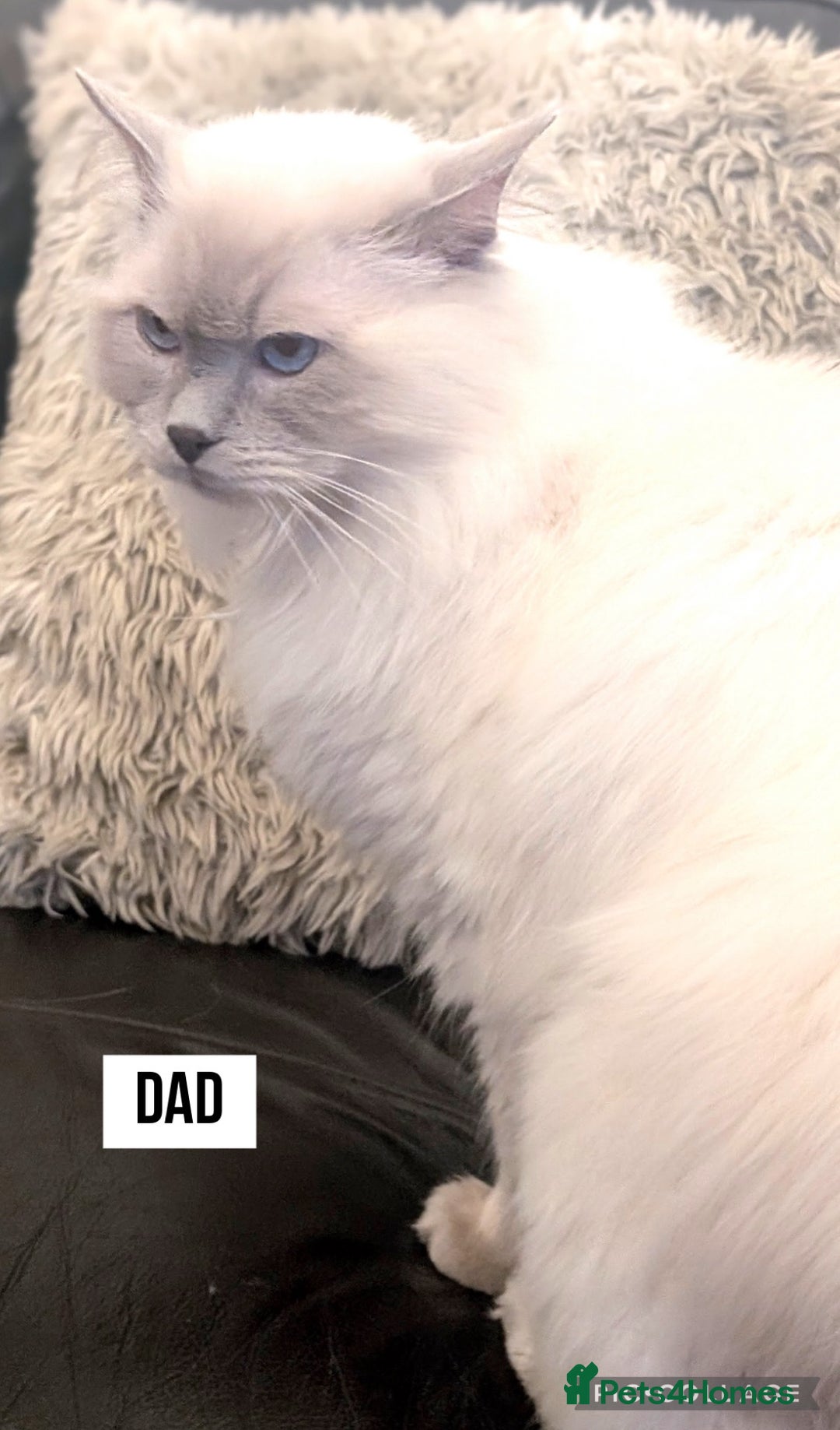 Ragdoll cats for sale: Ragdoll kittens (2 boys and 2 girls)  - Image 5