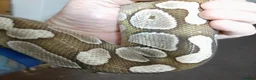 Python Snake reptiles for sale: Caramel ball python  - Advert 7