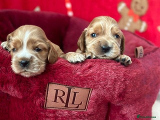 Cocker Spaniel dogs 🌟STUNNING SHOW COCKER SPANIEL PUPPIES🌟 - Advert 3