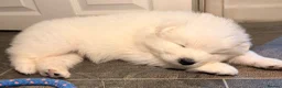 Samoyed dogs for sale: 🐾Quality Samoyed Puppies🤍KC Registered⭐️ - Advert 2