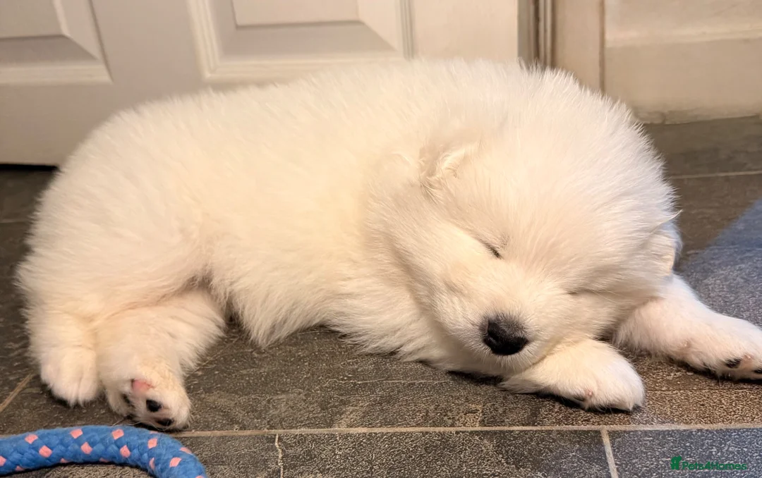 Samoyed dogs for sale: 🐾Quality Samoyed Puppies🤍KC Registered⭐️ - Advert 2