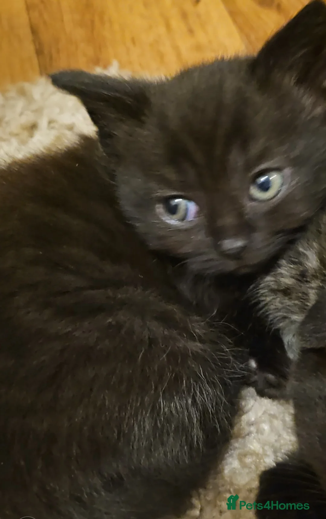 Scottish Fold cats for sale: Scottish fold straight ears kittens 9 wks old  - Advert 1