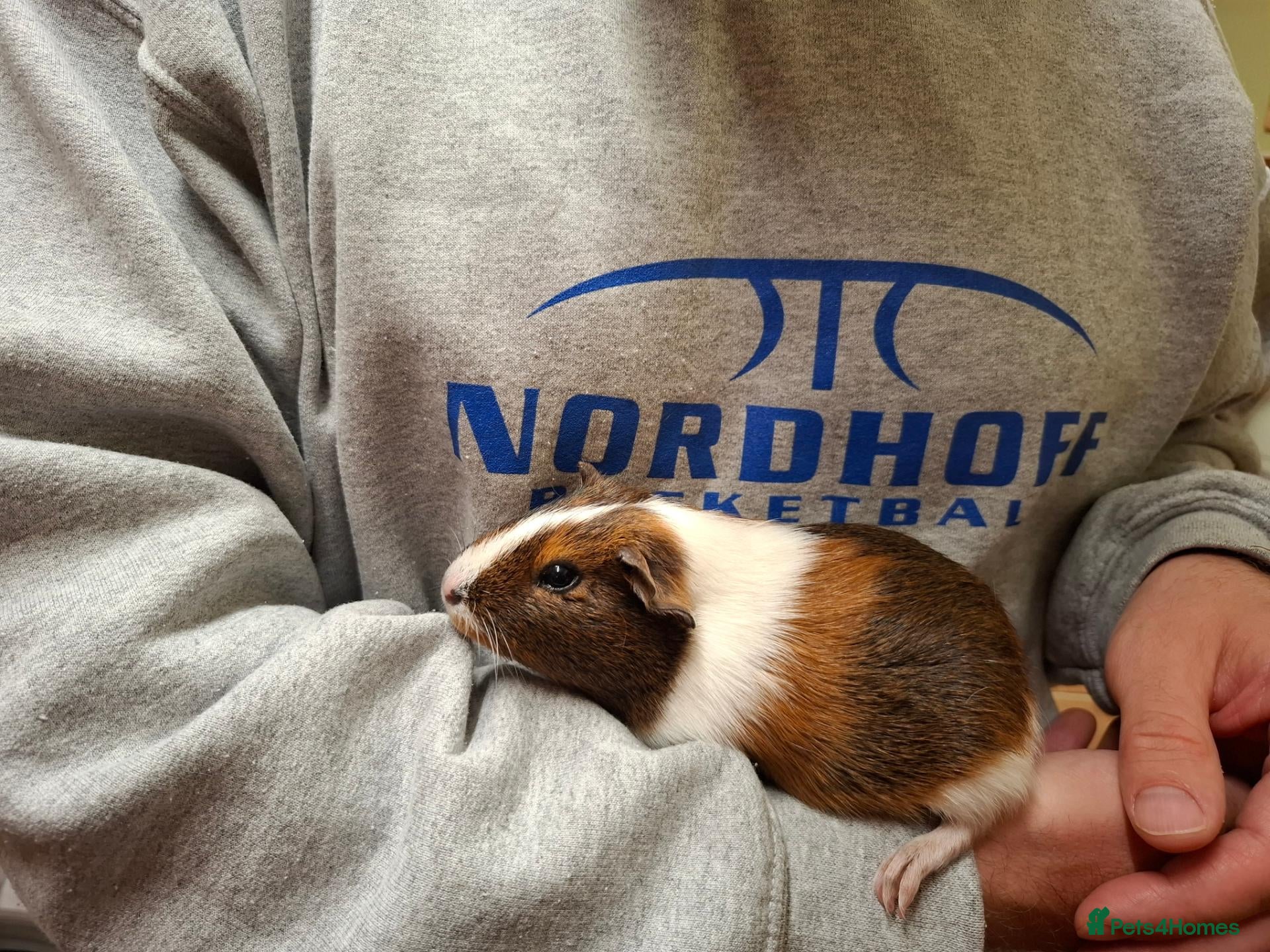 Guinea Pig rodents Female and Male Guinea Pigs - Advert 19
