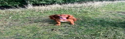 Cocker Spaniel dogs for stud: RED KC STUD DOG  - Advert 2