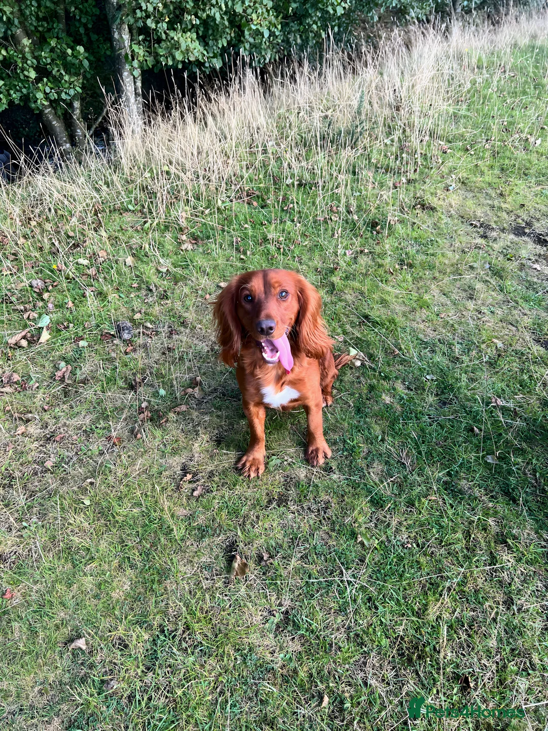 Cocker Spaniel dogs for stud: RED KC STUD DOG  - Advert 2