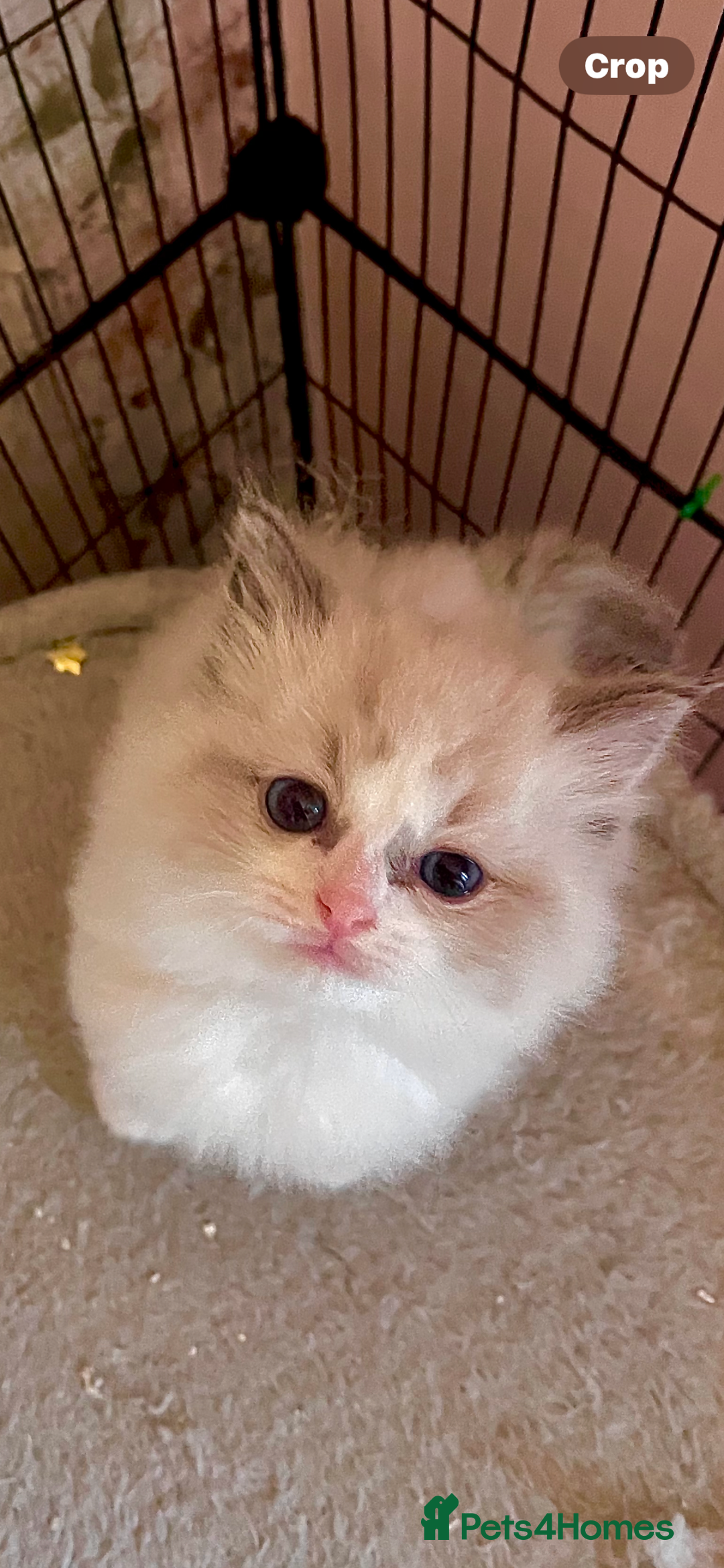 Ragdoll cats for sale: Ragdoll  - Advert 3