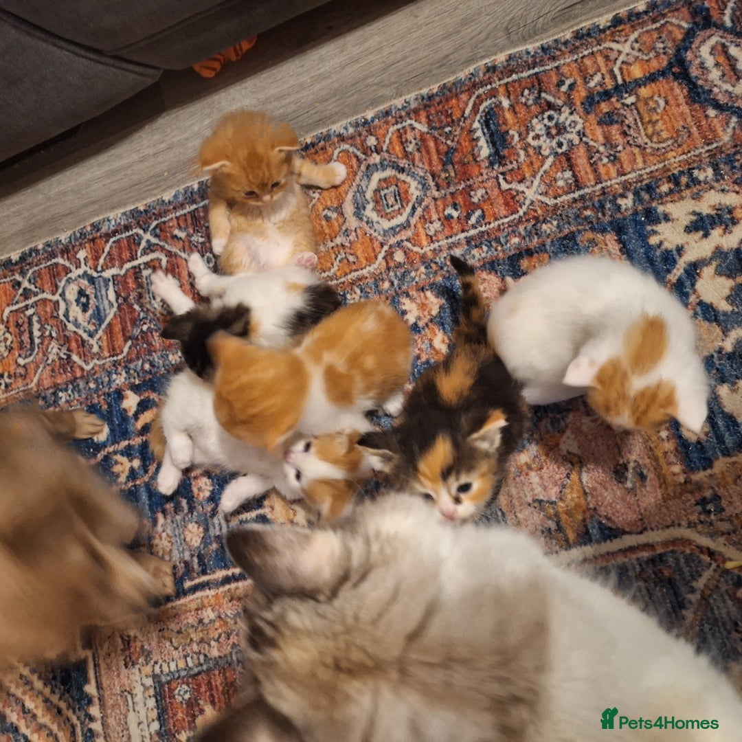 Mixed Breed cats for sale: Cat dogs... ragdoll crosses  - Advert 3