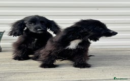 Cocker Spaniel dogs for sale: cocker spaniel two boy puppy’s left - Image 4