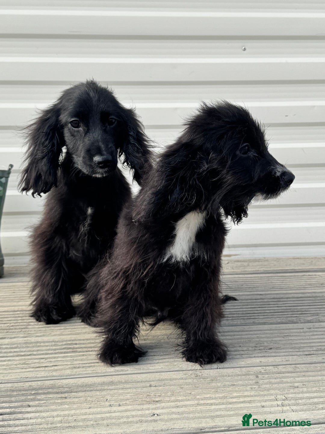 Cocker Spaniel dogs for sale: cocker spaniel two boy puppy’s left - Image 4
