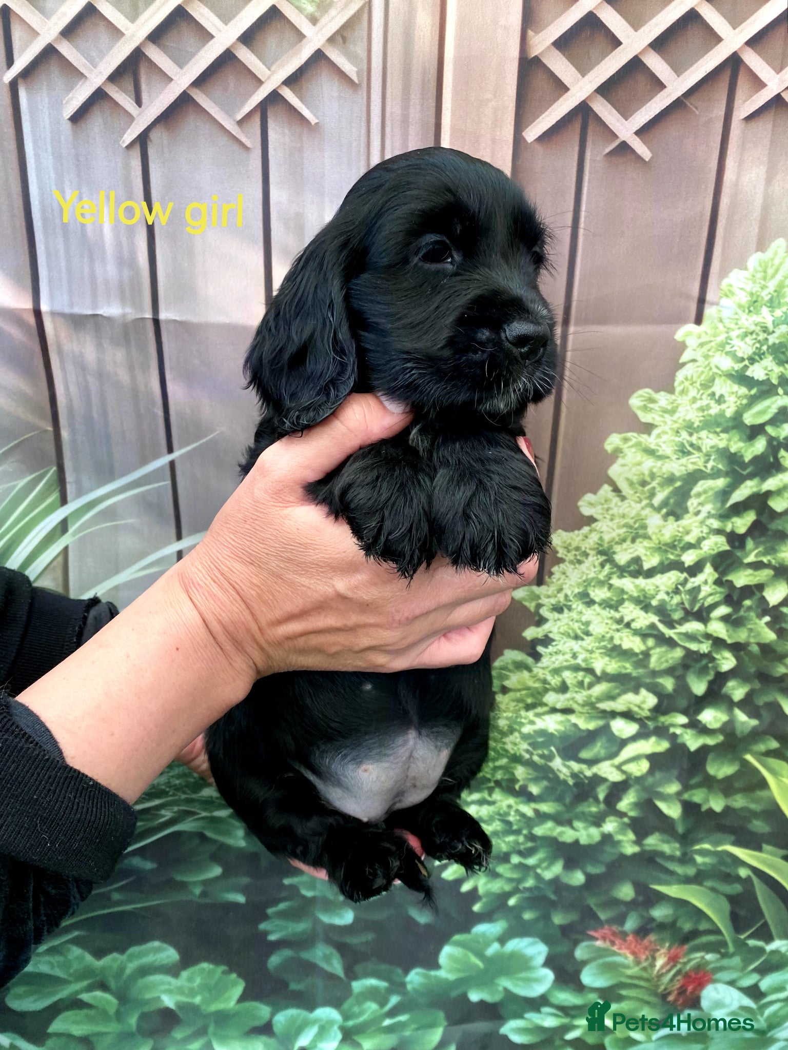 Cocker Spaniel dogs ☀️ DNA tested show type cocker spaniel girl ☀️ - Advert 2