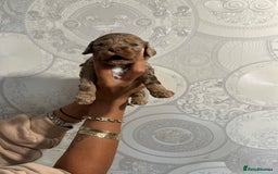 Cockapoo dogs for sale: Stunning litter of F1 Yankee doodles - Image 12