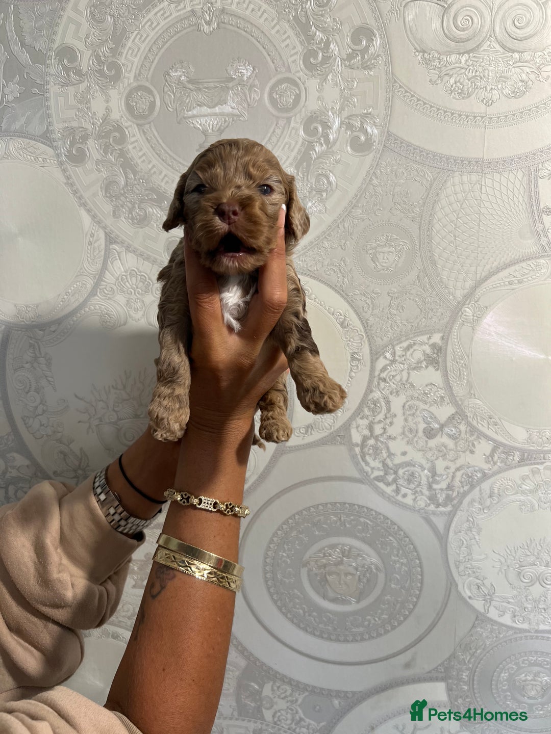 Cockapoo dogs for sale: Stunning litter of F1 Yankee doodles - Image 12