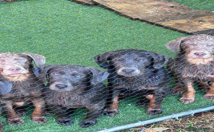 Labrador Retriever dogs - Advert 3