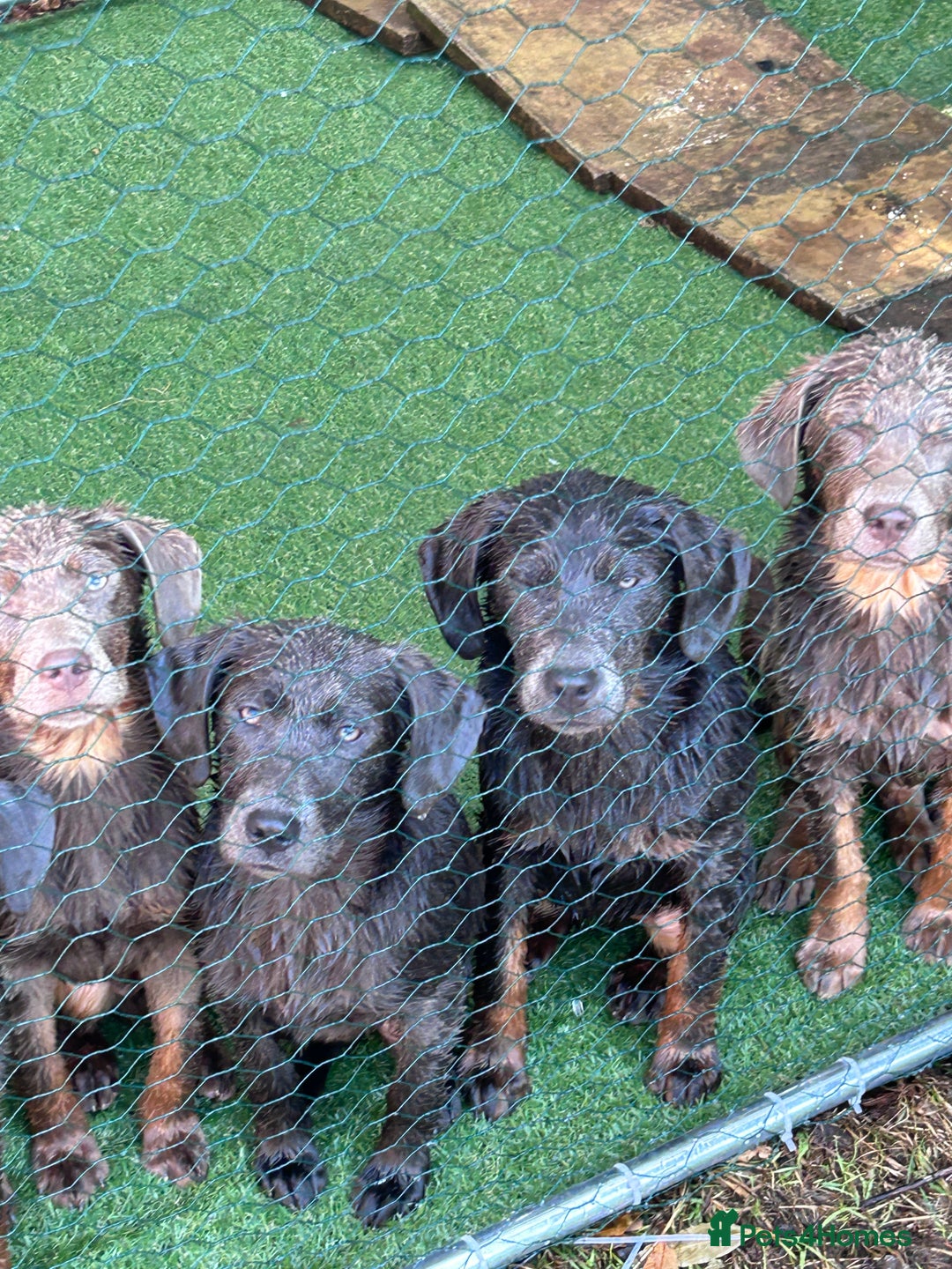 Labrador Retriever dogs for sale: Absolutely stunning charcoal/silver Labrador pups - Image 1