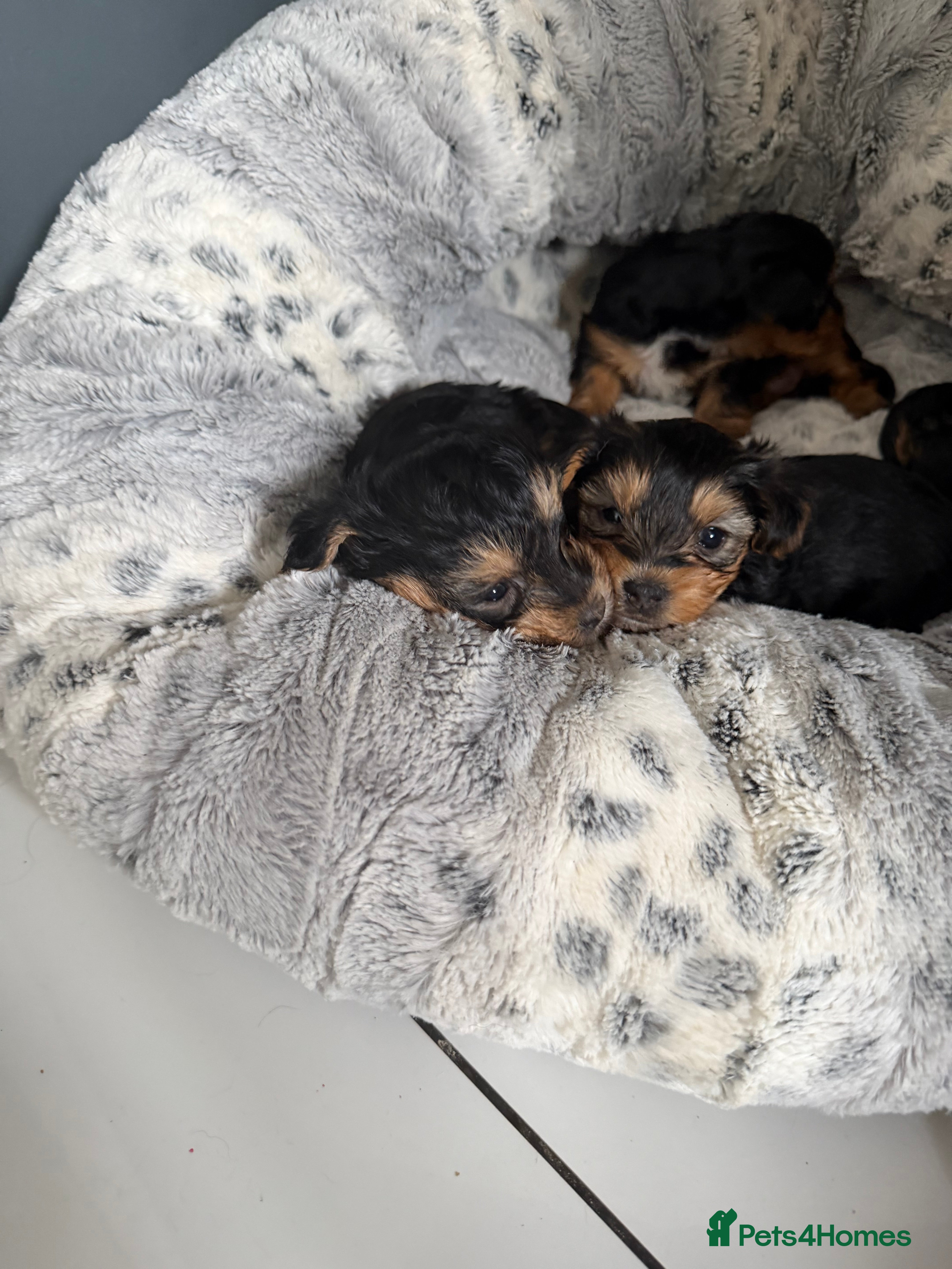 Yorkshire Terrier dogs York terrier  in Blackburn - Advert 13