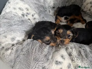 Yorkshire Terrier dogs York terrier - Advert 13