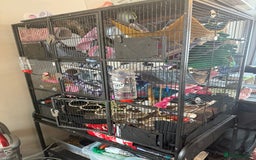 Rat rodents for sale: 3 male rats and massive amount of accessories  - Image 12