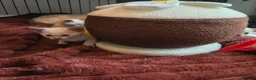 Tonkinese cats for sale: First generation, pedigree, registered,vet checked - Advert 11