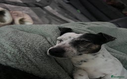 Jack Russell dogs for sale: Bonnie - Advert 11