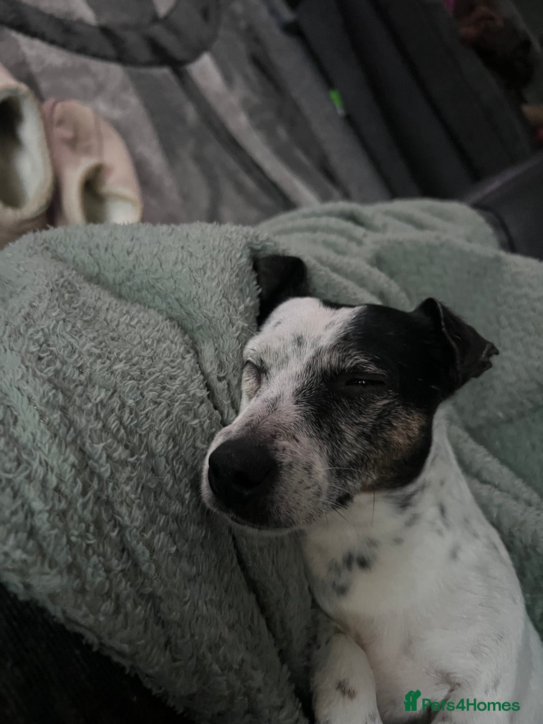 Jack Russell dogs for sale: Bonnie - Advert 11