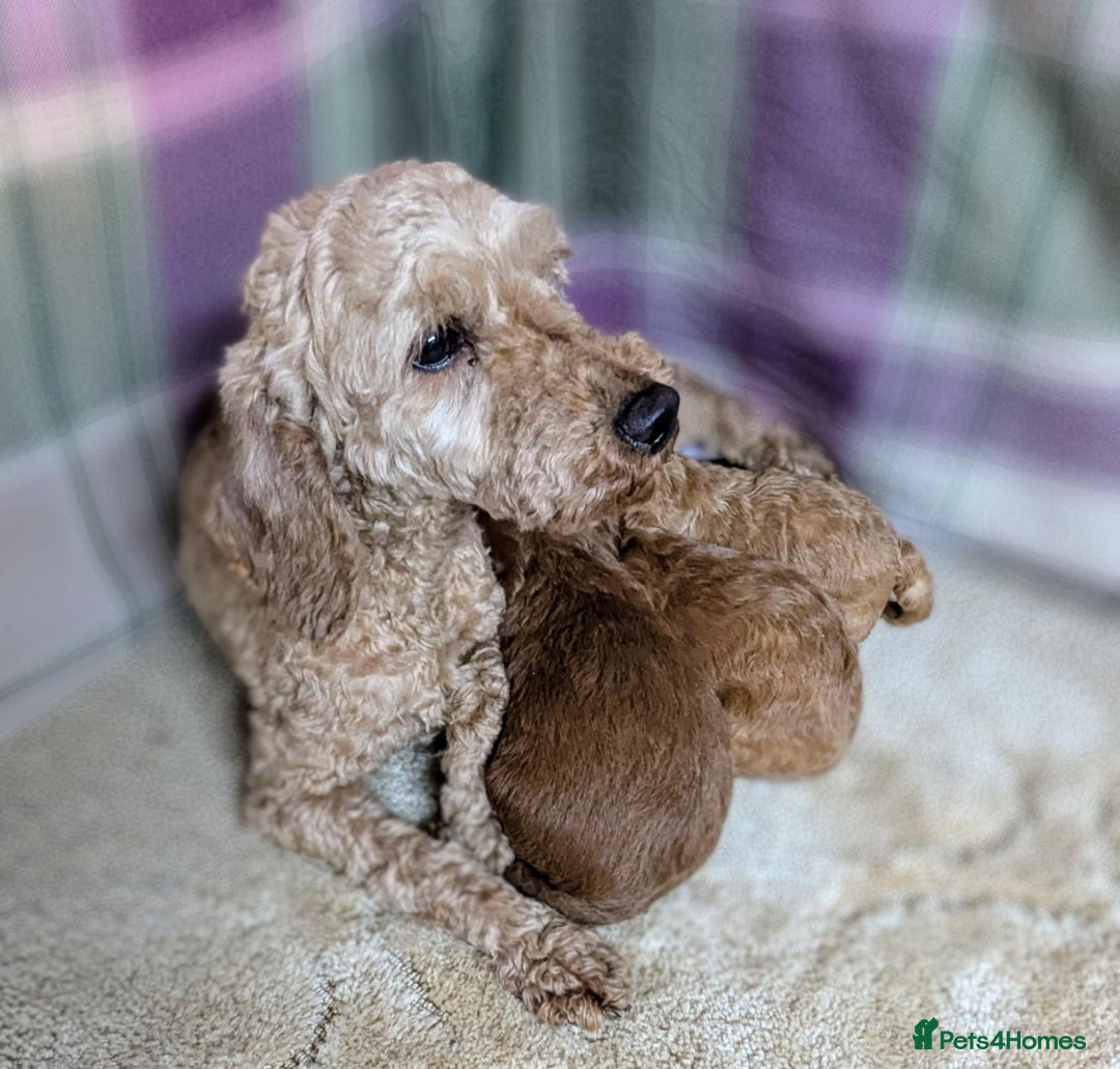 Miniature Poodle dogs for sale: Miniature Poodle Puppies for Sale! - Image 7