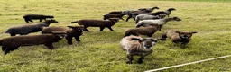 Sheep livestock for sale: Coloured Ryeland Lambs - Advert 3
