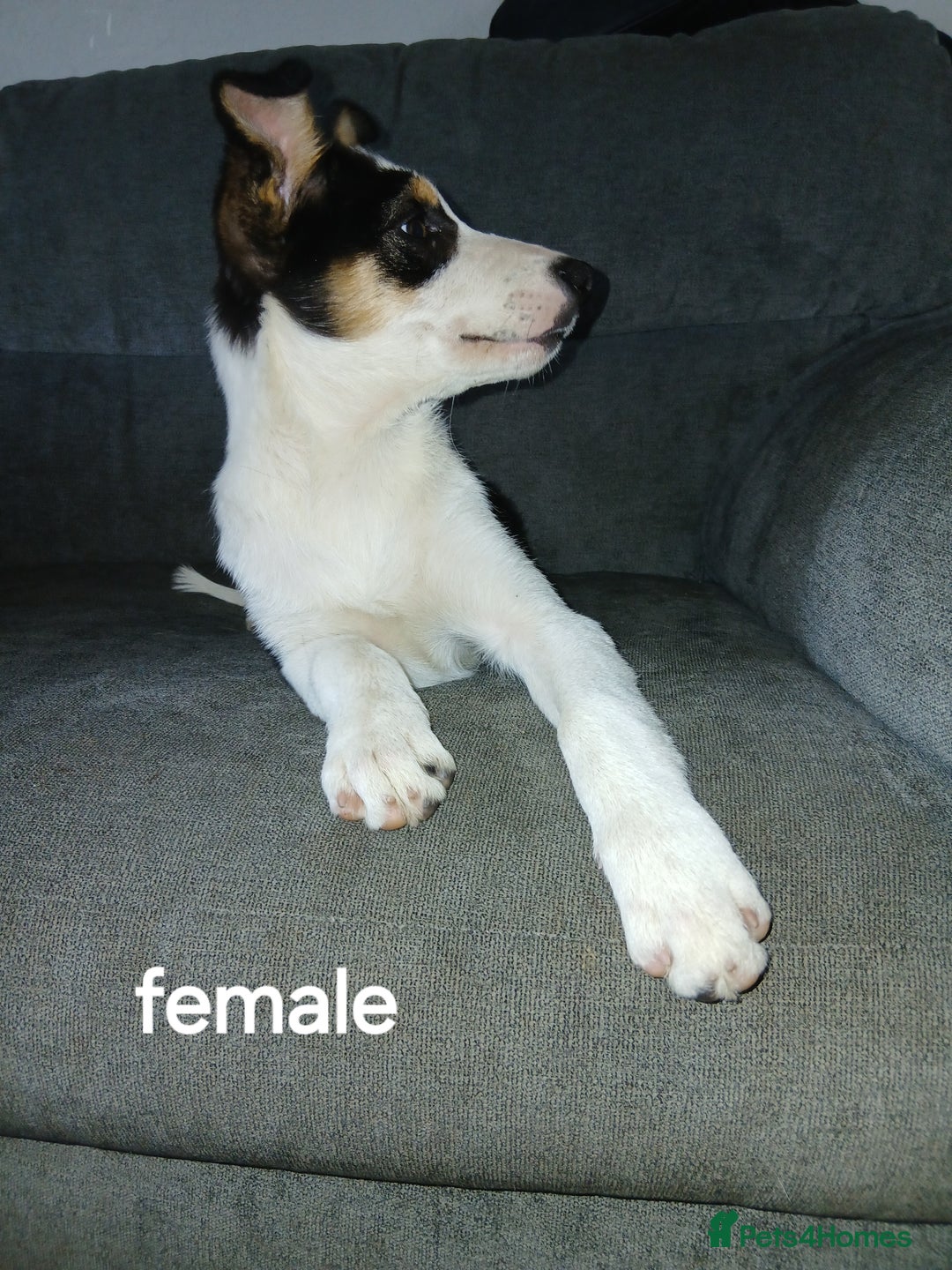 Border Collie dogs for sale: Border Collie pups in Barrow-in-Furness - Image 6
