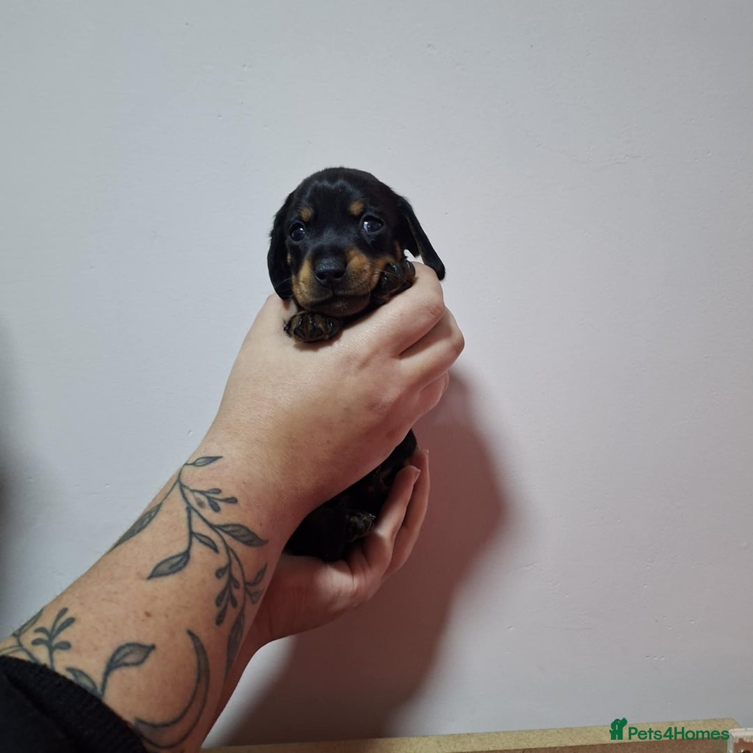 Miniature Dachshund dogs for sale: 5 gorgeous miniature dachshund puppies for sale  - Image 13