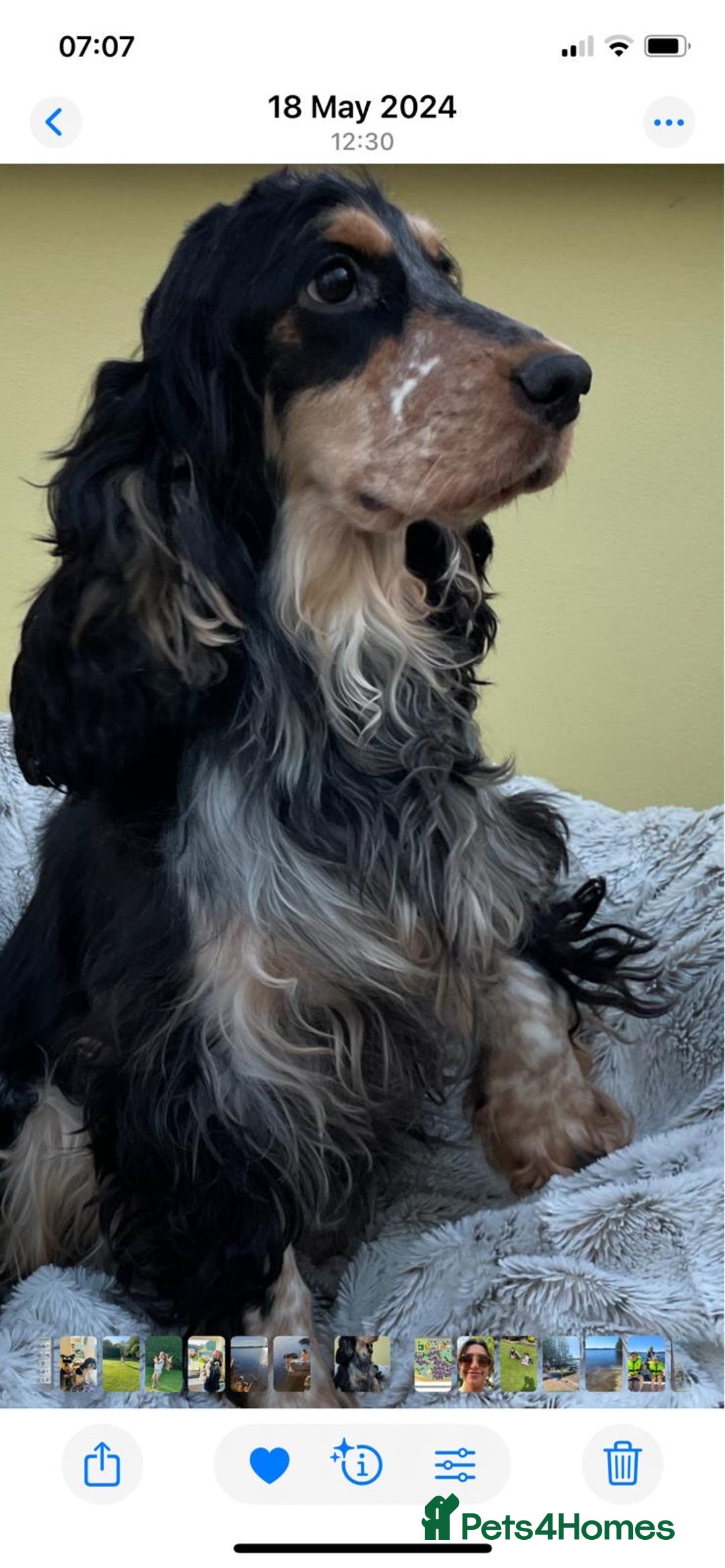 Cocker Spaniel dogs for sale: KC Reg Show Cocker Spaniels - Image 2