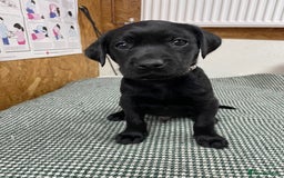Labrador Retriever dogs for sale: working male black lab puppies  - Image 6