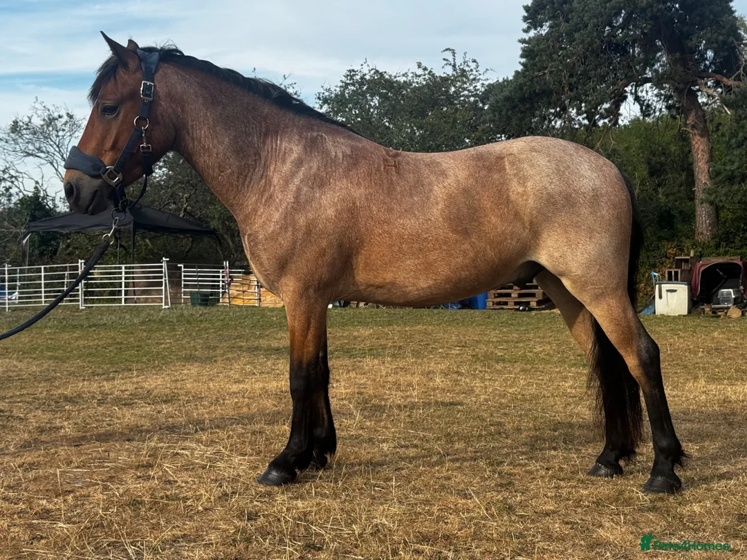 New Forest horses for sale: Smart 4 Year Old PB NF Gelding - Advert 2