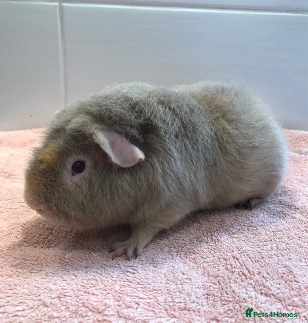 Guinea Pig rodents for sale: Pet Pair Singles Boars and a Sow - Advert 1