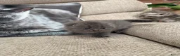 Scottish Fold cats for sale: 😊Tabby Scottish fold  - Advert 21
