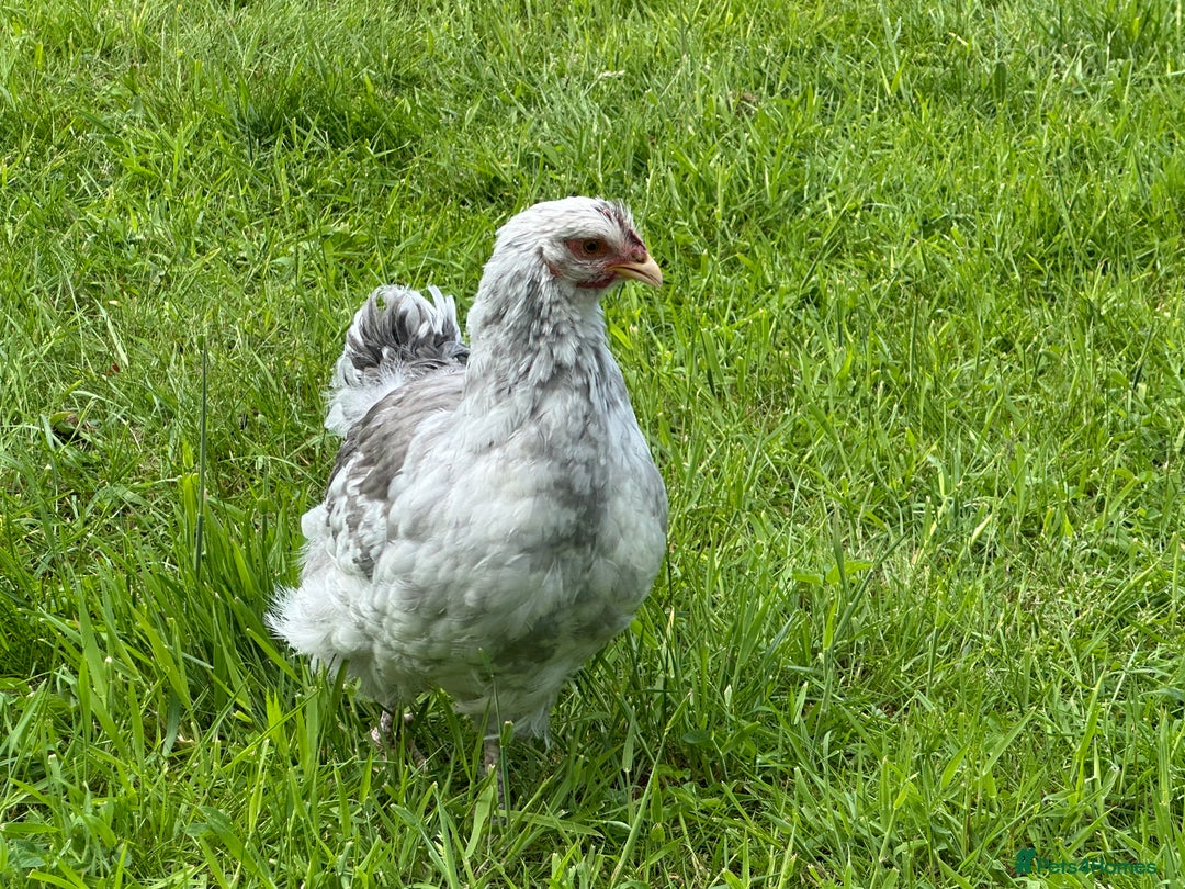 Chickens poultry for sale: Orpington’s chickens for sale  - Image 6