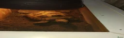 Tortoise reptiles for sale: Male horse field tortoise - Advert 1