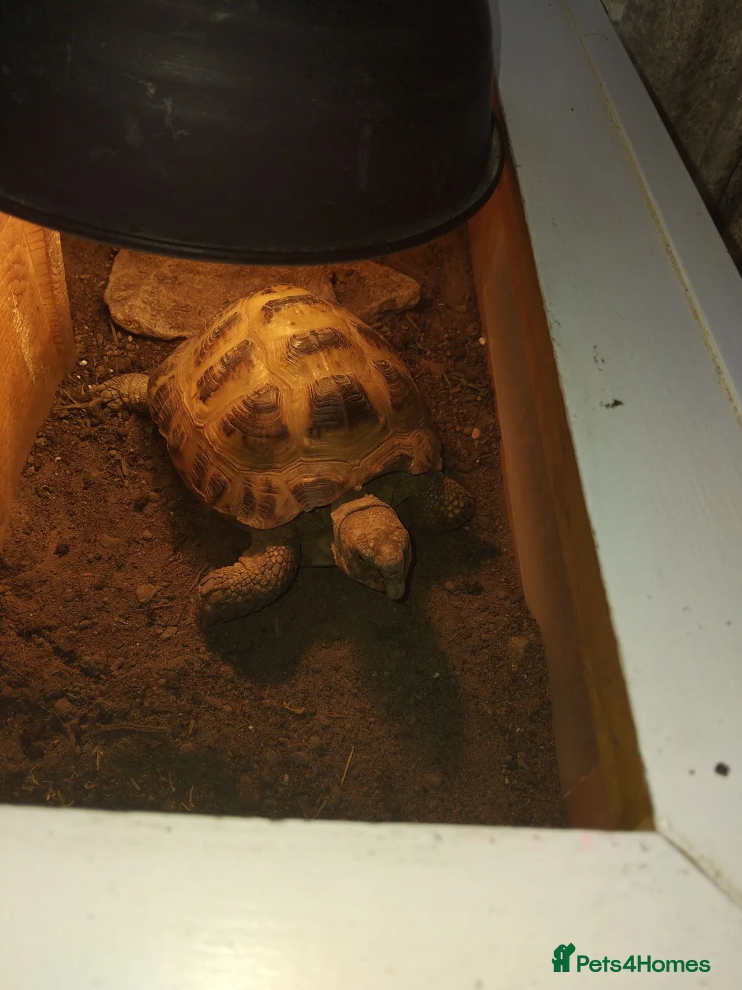 Tortoise reptiles for sale: Male horse field tortoise - Advert 1